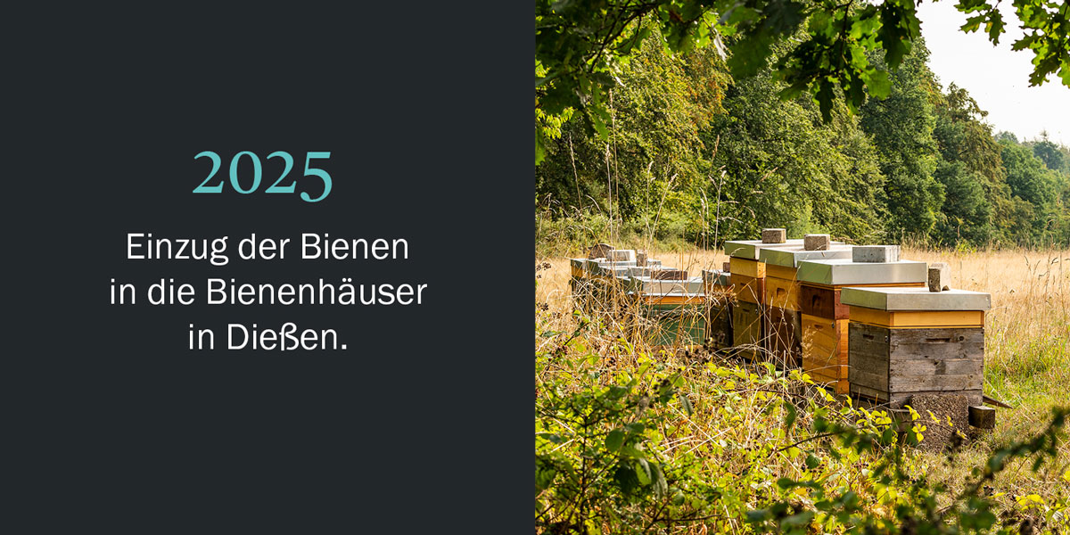 Honig Geschichten Seite 1